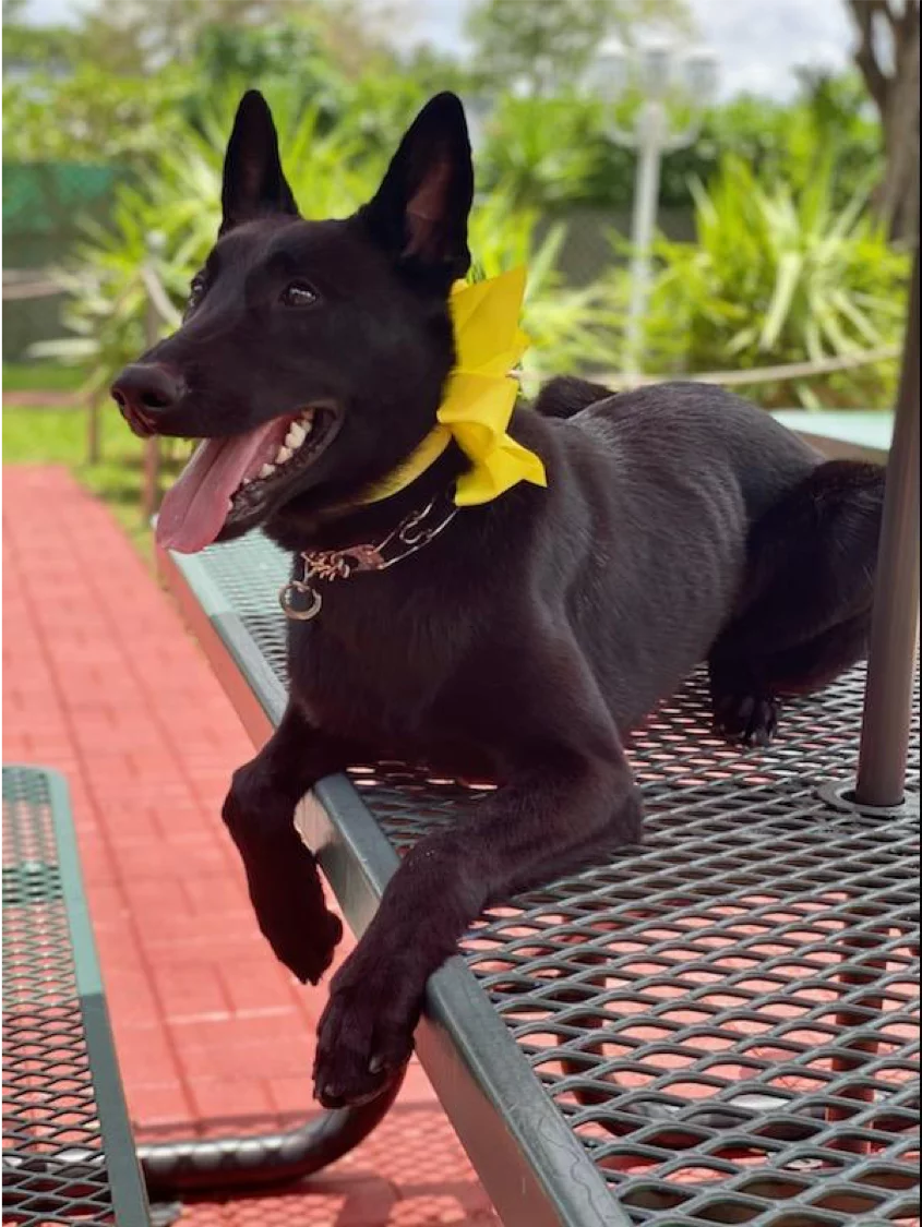 Teen animal therapy dog